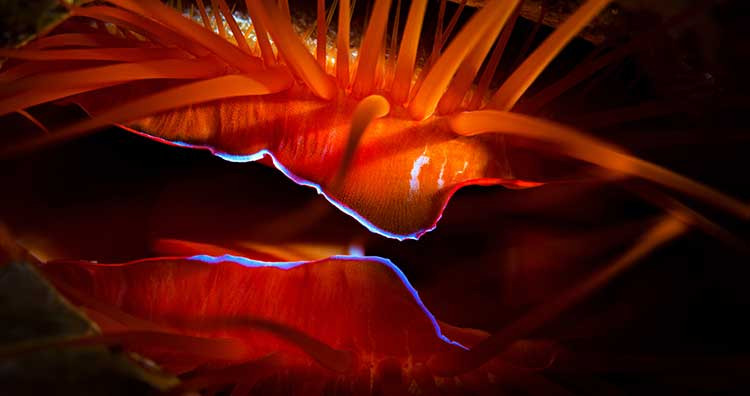 Nhung sinh vat co the tu phat quang ma ai cung nghi khong co that-Hinh-4