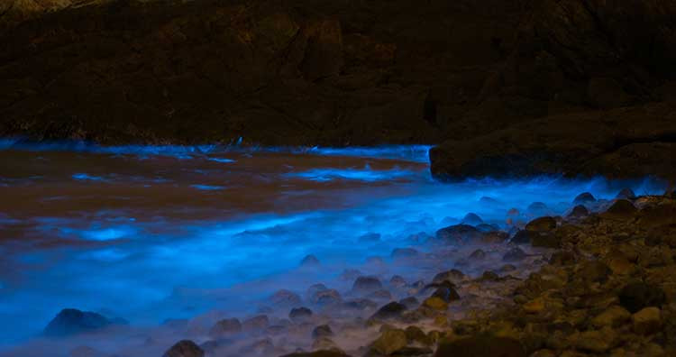 Nhung sinh vat co the tu phat quang ma ai cung nghi khong co that-Hinh-5