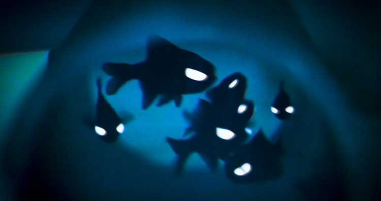 Nhung sinh vat co the tu phat quang ma ai cung nghi khong co that-Hinh-6