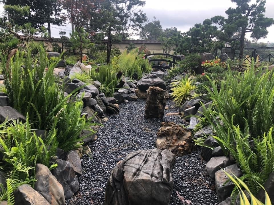 Một góc vườn trồng dương xỉ, trải đá dăm.