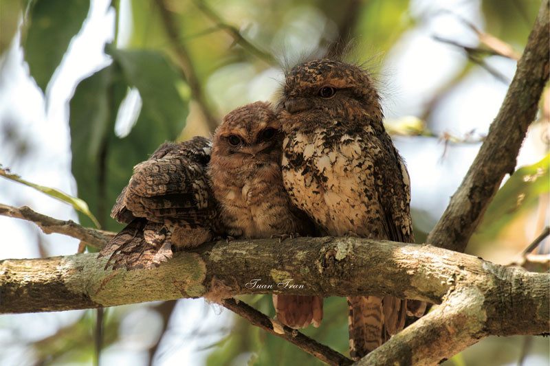 11. Cú muỗi mỏ quặp: Đây là loài chim đẹp, quý và lạ, thường cư trú tại những khu rừng lá rộng. Thông thường, khó để gặp được loài chim này bởi chúng thường sống ở khu vực cao từ 900-1.900 m. Ngoài ra, với bộ lông màu nâu đen, có điểm các chấm trắng nhỏ, cú muỗi mỏ quặp dễ dàng ẩn mình vào môi trường xung quanh. Ảnh: Tuan Tran. 