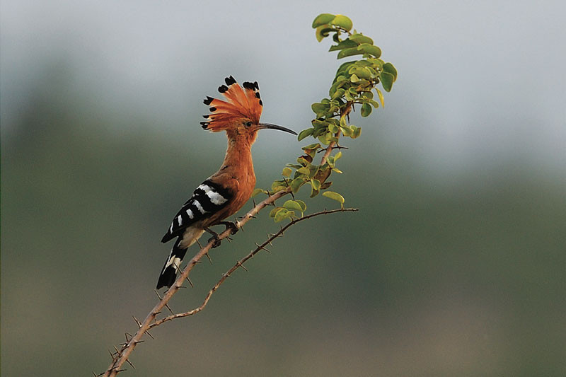 5. Đầu rìu: Loài chim này có kích thước cơ thể nhỏ, chỉ từ 27-32,5 cm, sống chủ yếu ở vườn quốc gia Xuân Thủy hoặc khu bảo tồn thiên nhiên Tiền Hải. Chúng có màu sắc sặc sỡ, đặc biệt ở phần cổ, đầu và mào – nhân tố chính tạo ra tên gọi của chúng. Ảnh: Lê Mạnh Hùng.