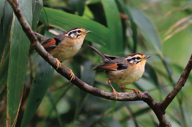 1. Lách tách đầu đốm: Là loài có thân hình khá nhỏ, chỉ từ 10,5-12 cm. Sinh cảnh chính của loài chim này là rừng lá rộng, rừng thứ sinh ở độ cao 1.000-3.100 m như ở Trung và Nam Trung Bộ. Ảnh: Lê Khắc Quyết.