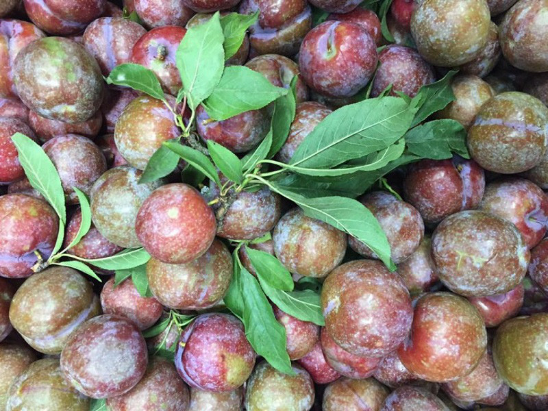 Bí kíp chọn mận ngon do chủ sạp hoa quả chia sẻ - Hình 2 Bi kip chon man ngon do chu sap hoa qua chia se-Hinh-2