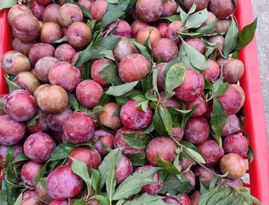 Bí kíp chọn mận ngon do chủ sạp hoa quả chia sẻ - Hình 4 Bi kip chon man ngon do chu sap hoa qua chia se-Hinh-4