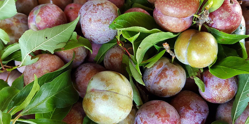 Bí kíp chọn mận ngon do chủ sạp hoa quả chia sẻ Bi kip chon man ngon do chu sap hoa qua chia se