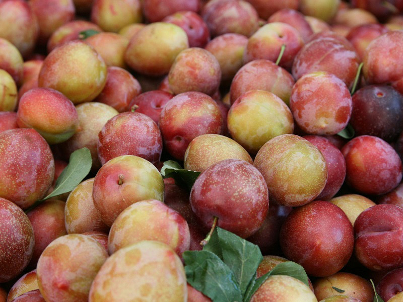 Bí kíp chọn mận ngon do chủ sạp hoa quả chia sẻ - Hình 3 Bi kip chon man ngon do chu sap hoa qua chia se-Hinh-3