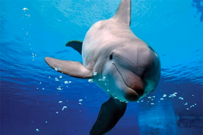 Ban co biet 10 loai dong vat thong minh nhat tren hanh tinh?-Hinh-5