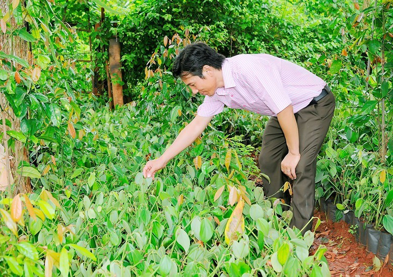 Bat ngo voi nuoc mam sieu dat, tieu 22 trieu dong/kg