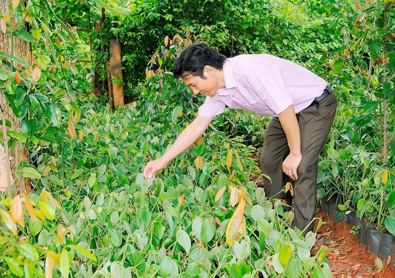 Bat ngo voi nuoc mam sieu dat, tieu 22 trieu dong/kg