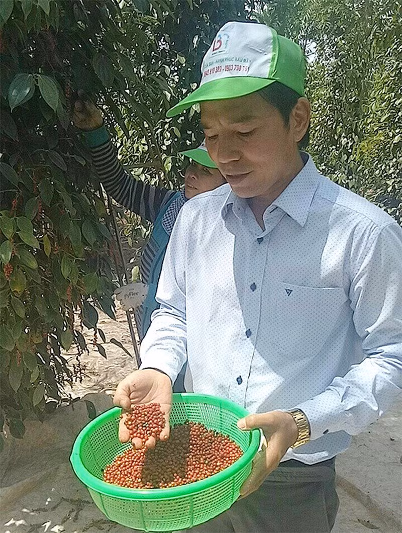 Bat ngo voi nuoc mam sieu dat, tieu 22 trieu dong/kg-Hinh-4