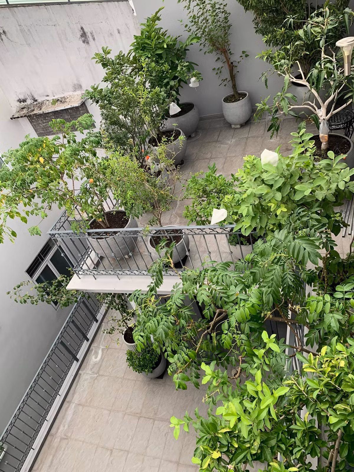 Nha pho voi gian cay thang dung, hoa trai quanh nam ruc ro-Hinh-2