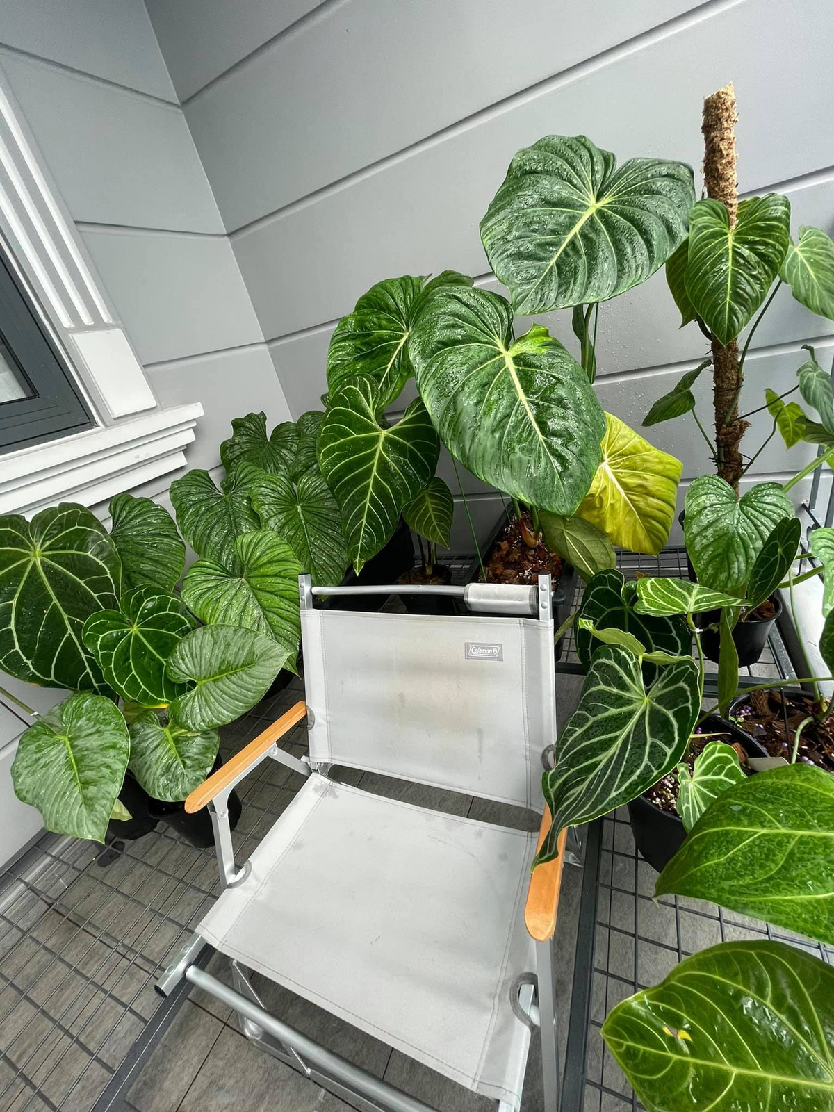 Nha pho voi gian cay thang dung, hoa trai quanh nam ruc ro-Hinh-3