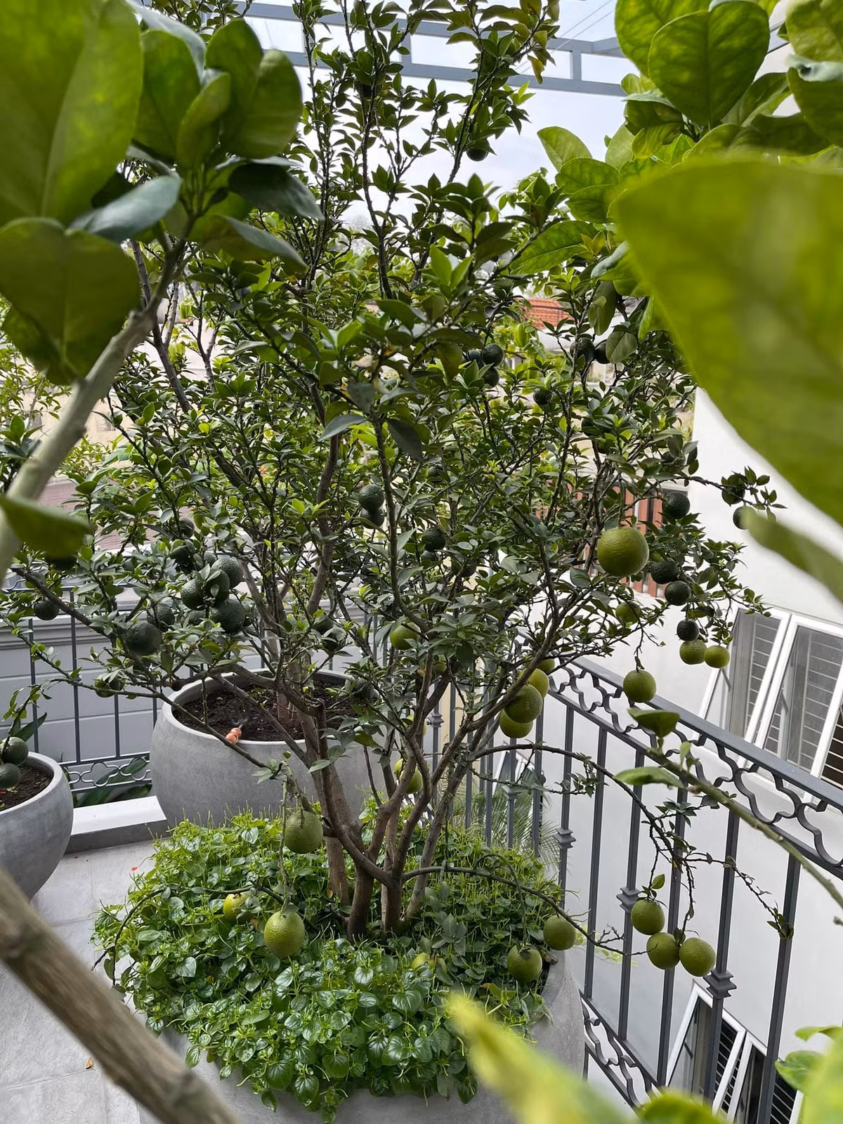 Nha pho voi gian cay thang dung, hoa trai quanh nam ruc ro-Hinh-5