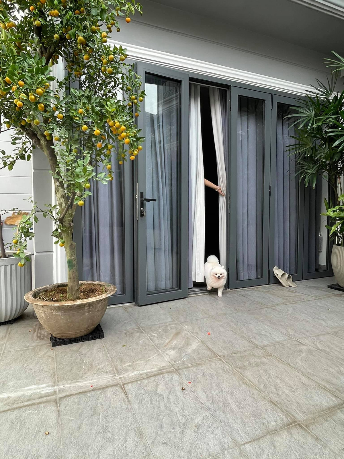 Nha pho voi gian cay thang dung, hoa trai quanh nam ruc ro-Hinh-7