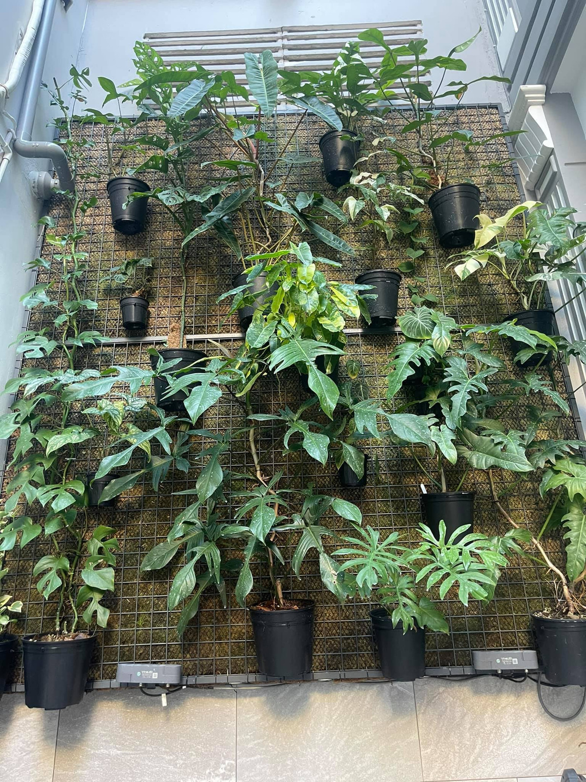 Nha pho voi gian cay thang dung, hoa trai quanh nam ruc ro-Hinh-4