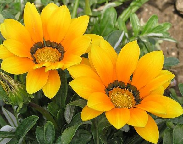 Người sinh vào 6 ngày Âm lịch này, từ tháng 10, phúc lộc sâu dày - Hình 2 Nguoi sinh vao 6 ngay Am lich nay, tu thang 10, phuc loc sau day-Hinh-2