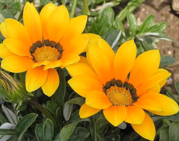 Nguoi sinh vao 6 ngay Am lich nay, tu thang 10, phuc loc sau day-Hinh-2