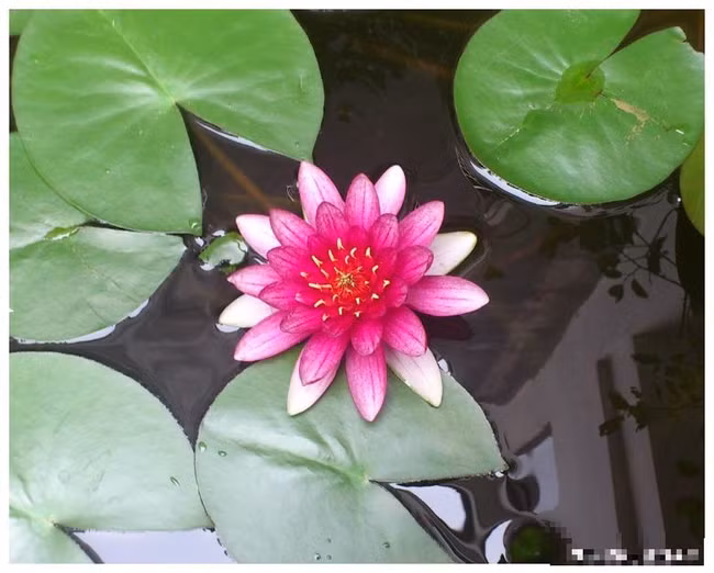 Nguoi sinh vao 6 ngay Am lich nay, tu thang 10, phuc loc sau day-Hinh-3