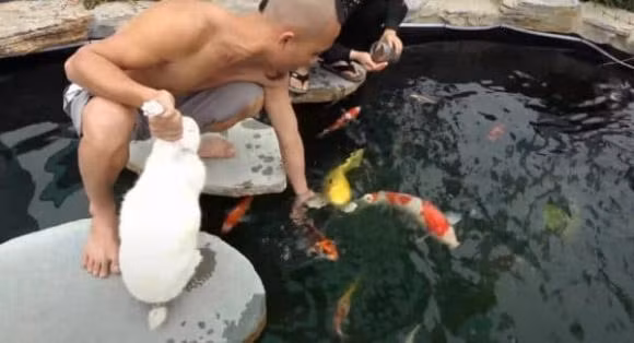 Mao De dung chuan dai gia khi tiep tuc he lo be ca Koi 500 trieu-Hinh-7