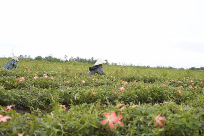 Can trong voi sam bo chinh bi thoi phong cong dung nhu thuoc tien