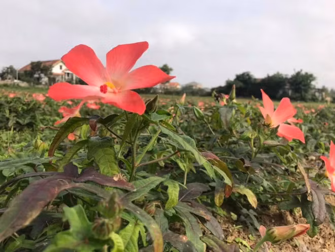 Can trong voi sam bo chinh bi thoi phong cong dung nhu thuoc tien-Hinh-5