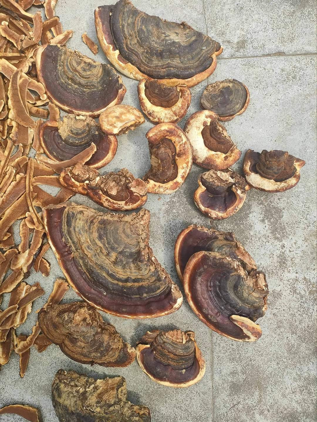 Thi truong nam Linh Chi: Loan gia, chat luong san bang?-Hinh-3