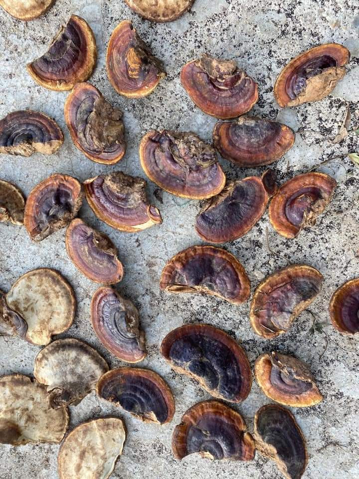 Thi truong nam Linh Chi: Loan gia, chat luong san bang?-Hinh-2