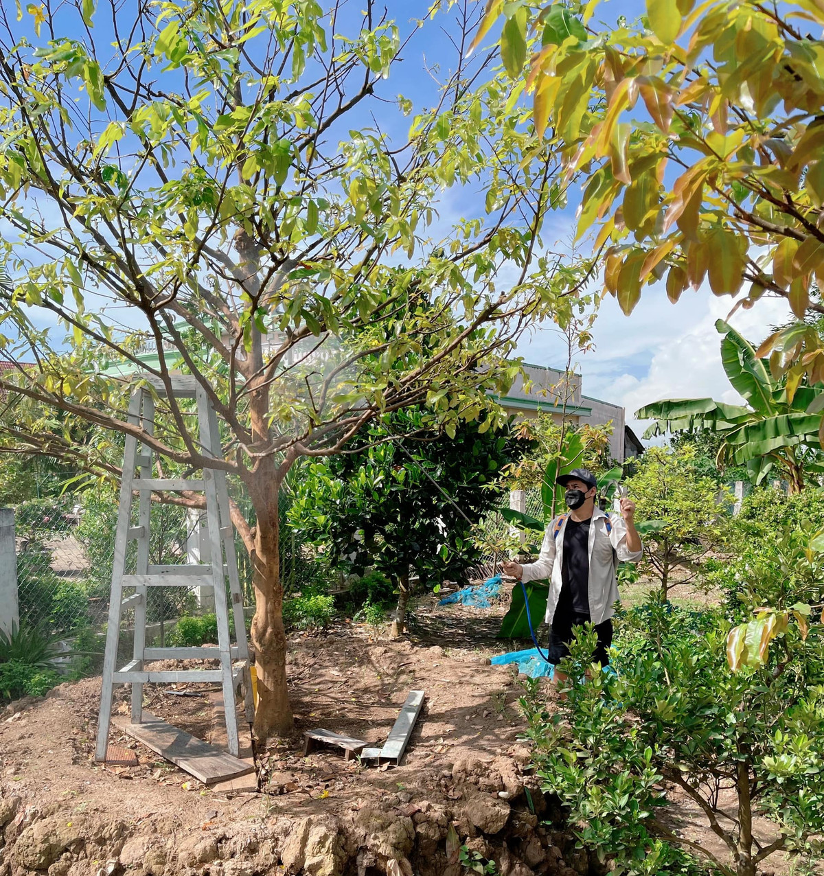 Sau một năm cải tạo, chăm sóc, mảnh vườn 2.000 m2 của gia đình Minh Luân phủ màu xanh mướt, cây sai trĩu quả. Anh ví ngôi nhà như "homestay" nghỉ dưỡng của mình sau những ngày làm việc mệt mỏi. "Thay vì phải lựa chọn đi đâu chơi, tôi luôn muốn trở về bên gia đình. Không khí và cuộc sống ở quê mang tới cho tôi sự bình yên", nam diễn viên chia sẻ.