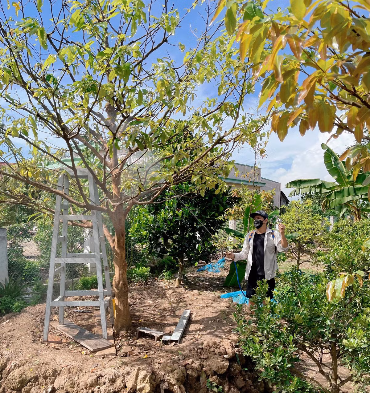 Sau một năm cải tạo, chăm sóc, mảnh vườn 2.000 m2 của gia đình Minh Luân phủ màu xanh mướt, cây sai trĩu quả. Anh ví ngôi nhà như "homestay" nghỉ dưỡng của mình sau những ngày làm việc mệt mỏi. "Thay vì phải lựa chọn đi đâu chơi, tôi luôn muốn trở về bên gia đình. Không khí và cuộc sống ở quê mang tới cho tôi sự bình yên", nam diễn viên chia sẻ.