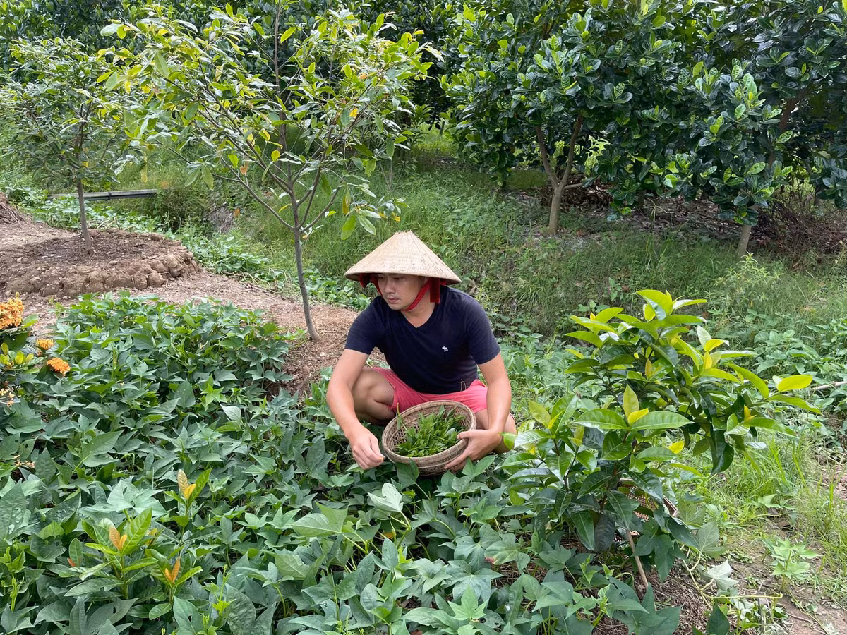 Trao đổi với Zing, Minh Luân kể anh về Đồng Tháp từ tháng 6. Trở về quê, nam diễn viên tự nhận mình là nông dân thực sự. Hàng ngày, anh tỉa cây, bón gốc, tưới nước và thu hoạch rau, trái cây.