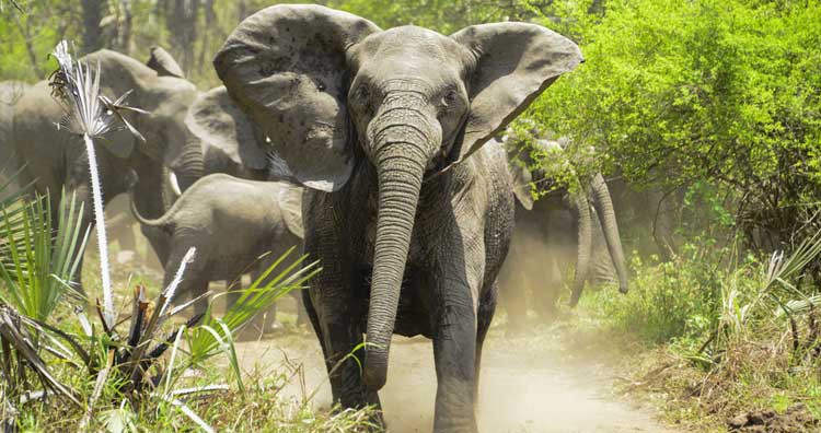 Loài voi có thể sử dụng ngôn ngữ ký hiệu và "bất tử" trước ung thư - Hình 3 Loai voi co the su dung ngon ngu ky hieu va