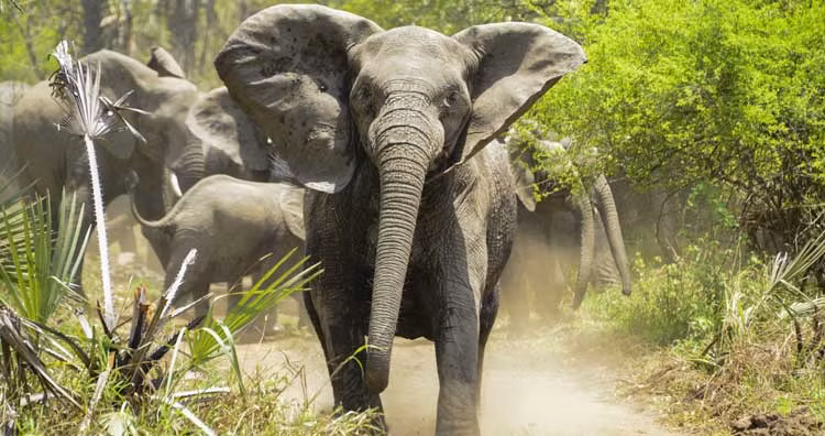 Loai voi co the su dung ngon ngu ky hieu va 