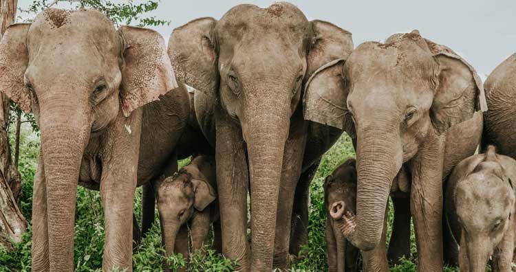 Loài voi có thể sử dụng ngôn ngữ ký hiệu và "bất tử" trước ung thư - Hình 4 Loai voi co the su dung ngon ngu ky hieu va