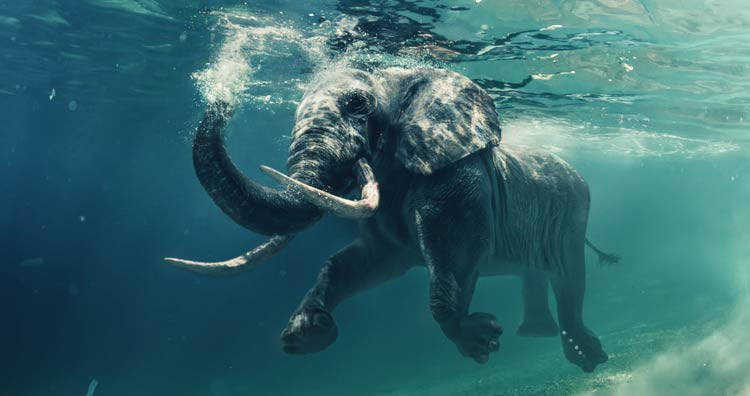 Loài voi có thể sử dụng ngôn ngữ ký hiệu và "bất tử" trước ung thư - Hình 2 Loai voi co the su dung ngon ngu ky hieu va