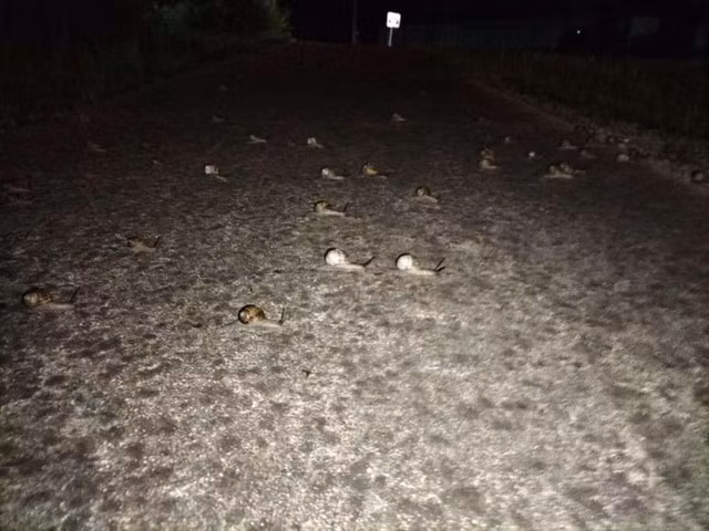 Phat hien ra nhung dom sang, co gai 