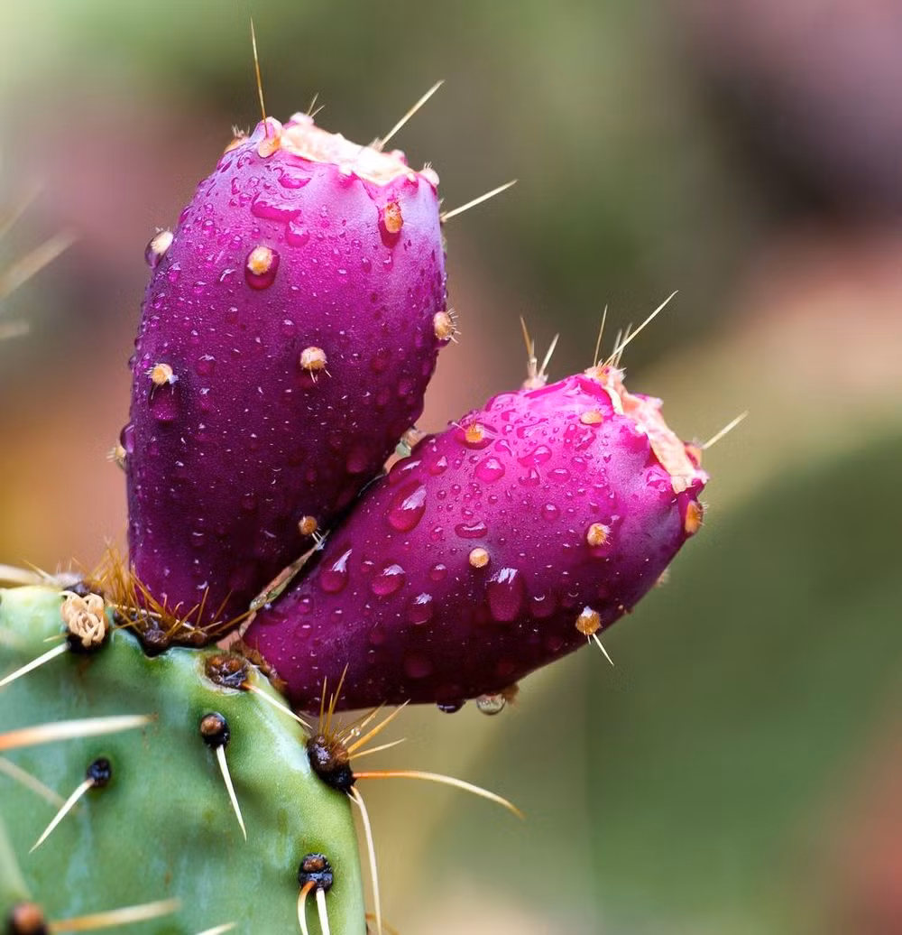 Loai qua moc khap noi o Viet Nam, ra nuoc ngoai ban 300.000 dong/6 qua-Hinh-9