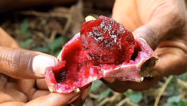 Loai qua moc khap noi o Viet Nam, ra nuoc ngoai ban 300.000 dong/6 qua-Hinh-10