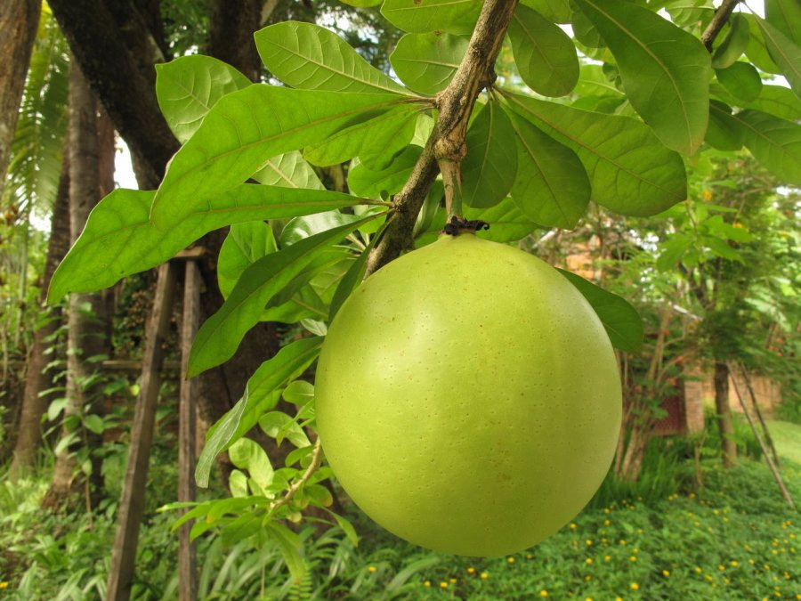 Loai qua la to nhu buoi nhung vo cung giong dua: Dung tri nhieu benh-Hinh-4