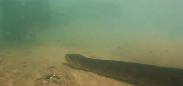 Cam giac dang boi ma gap phai mot con tran Anaconda thi se ra sao?