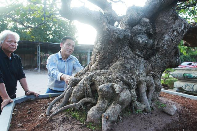 Chiem nguong cay loc vung tien ty duoc chu nhan giau ky-Hinh-4
