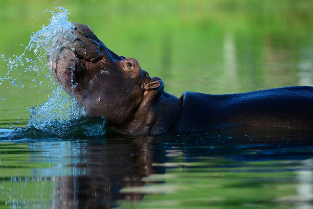 Ha ma dang gay ra noi kinh hoang cho nguoi Colombia-Hinh-3