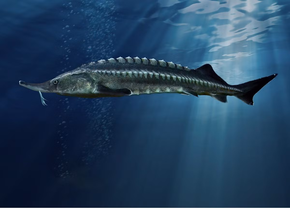 Thu tung lam do an cho lon thanh dac san duoc nha giau san don-Hinh-2