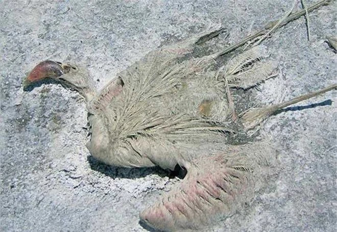 Kỳ bí hồ nước đỏ như máu, chim lao xuống biến thành đá: Hóa thân của Medusa? - Ảnh 6.