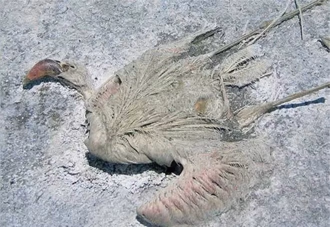 Kỳ bí hồ nước đỏ như máu, chim lao xuống biến thành đá: Hóa thân của Medusa? - Ảnh 6.