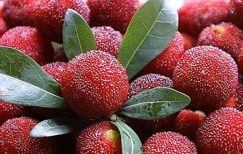 Loai trai cay nay duoc menh danh la than duoc cho lan da-Hinh-4