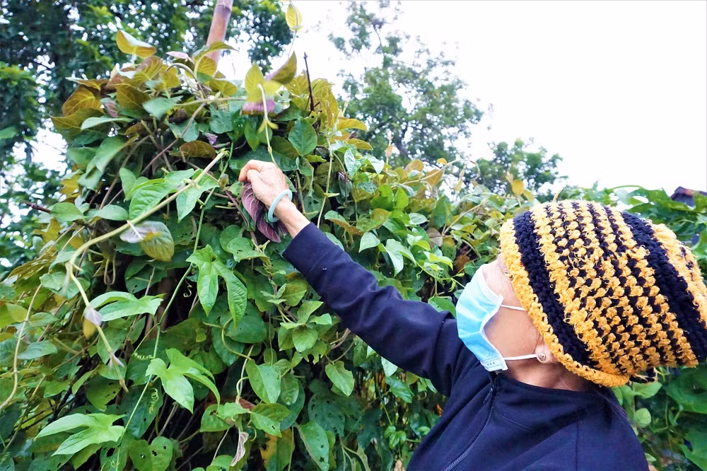 "Hái ra tiền" với cây leo bờ rào mà không mất một đồng đầu tư ảnh 8