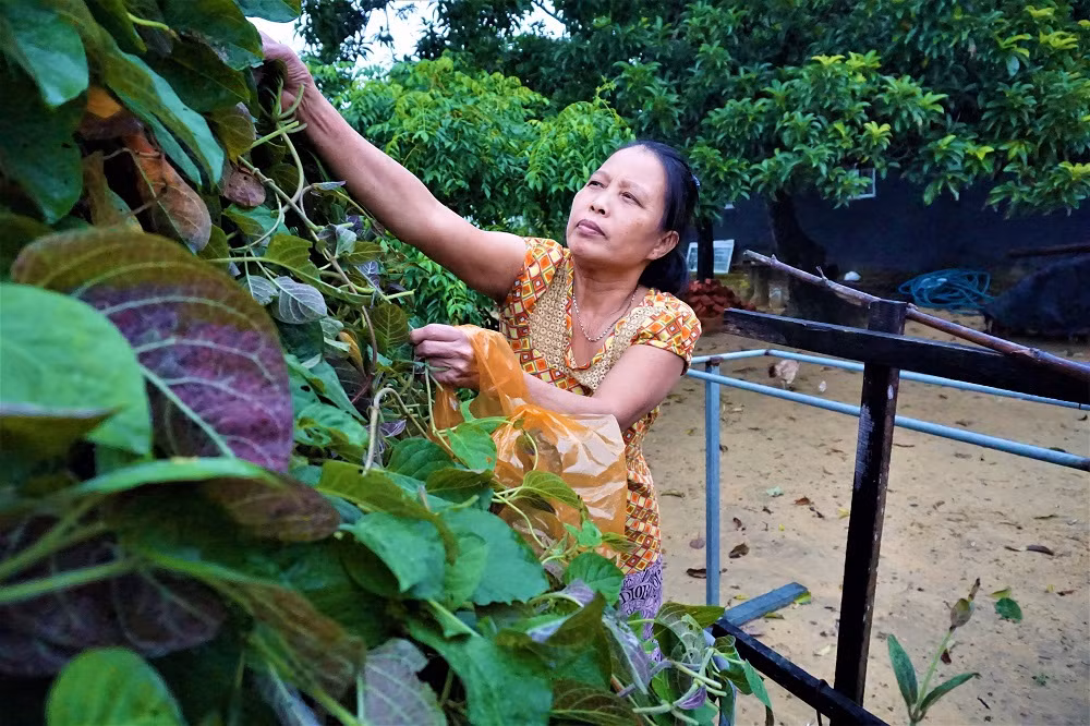 "Hái ra tiền" với cây leo bờ rào mà không mất một đồng đầu tư