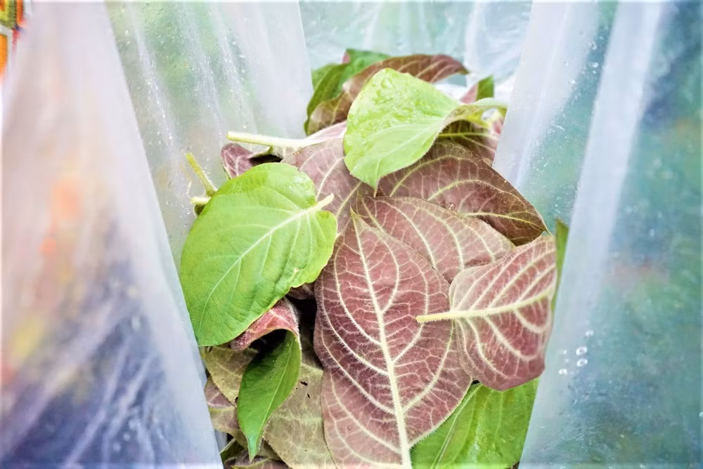 "Hái ra tiền" với cây leo bờ rào mà không mất một đồng đầu tư ảnh 7