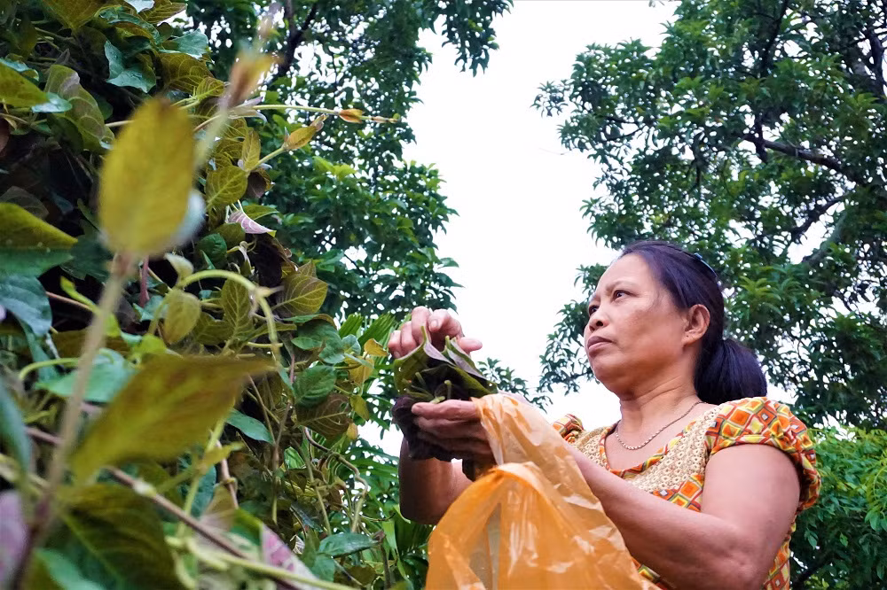 "Hái ra tiền" với cây leo bờ rào mà không mất một đồng đầu tư ảnh 6